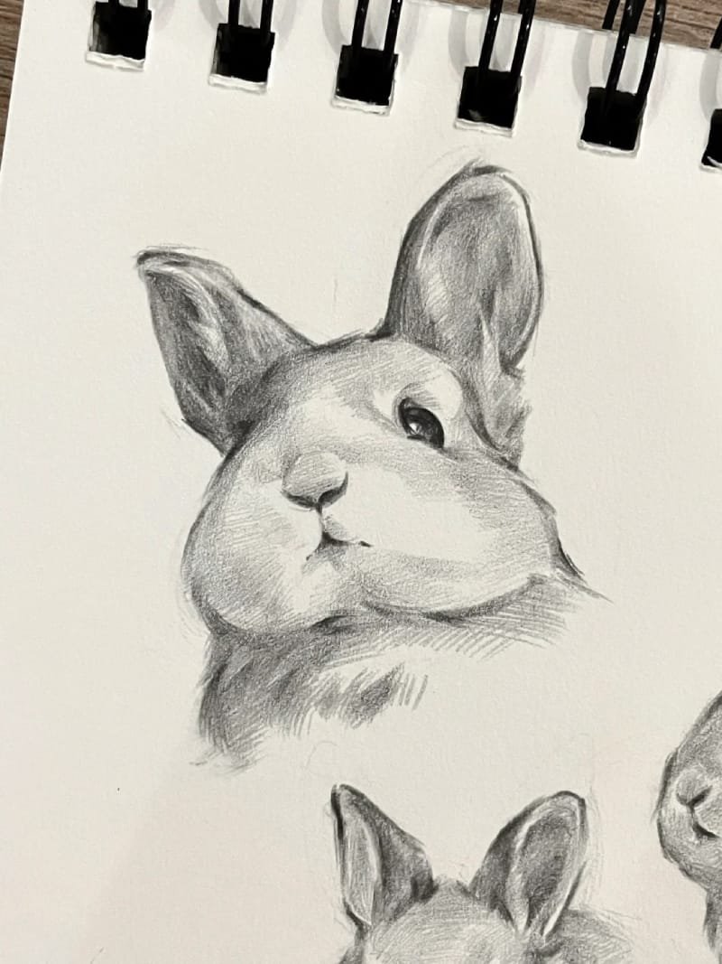 vẽ tranh con thỏ 12